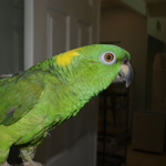 Cricket the yellow naped amazon.